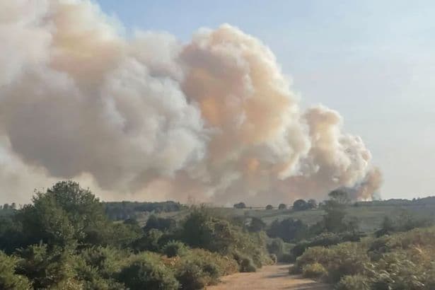 New Forest fire - live: Wildlife haven ravaged as A31 drivers told to leave cars