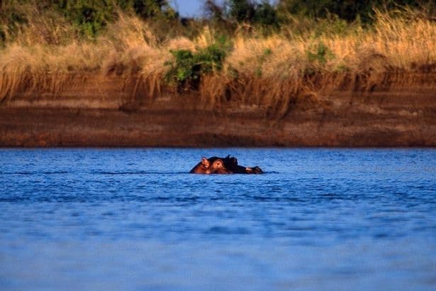 Body of girl, 1, pulled from water after Kenya river hippo attack with another missing