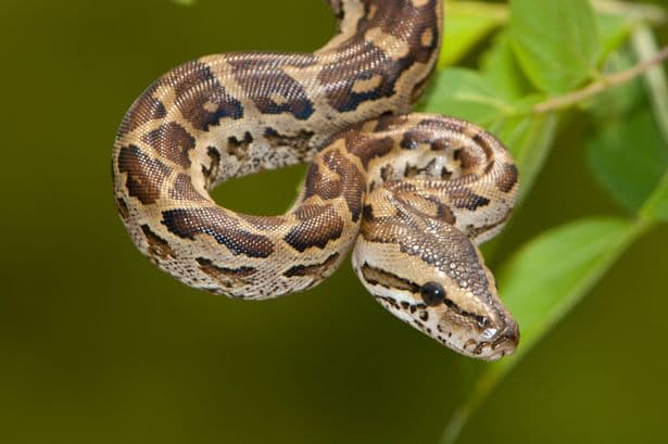 Zimbabwe: Woman Quits Wall Street Banker Job and Moves to Zimbabwe - Now She Has Huge Python As Flatmate
