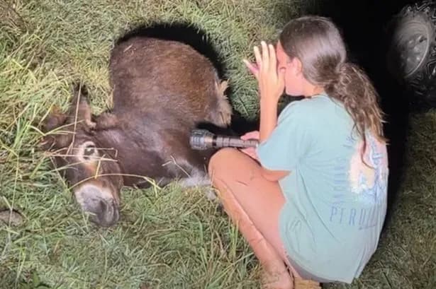 Beloved baby donkey shot dead by cops who claimed to be 'threatened by animal'