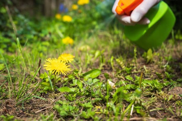 Stop using weed killer when gardener’s 1 natural item removes weeds better