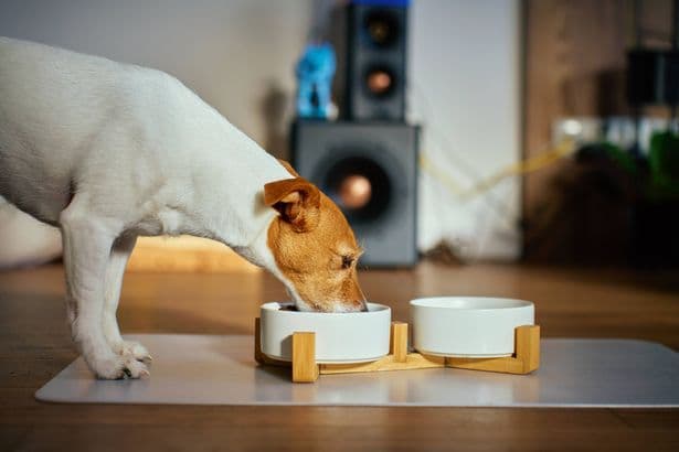 Premium dog food brand issues product recall after links to eye condition | ITV News - ITVX