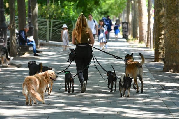 Full list of dogs banned in UK as law changing this year