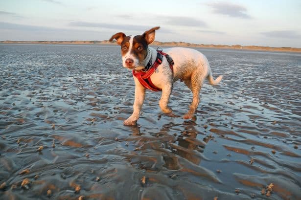 Charming Merseyside seaside town is top place to visit in UK with your dog