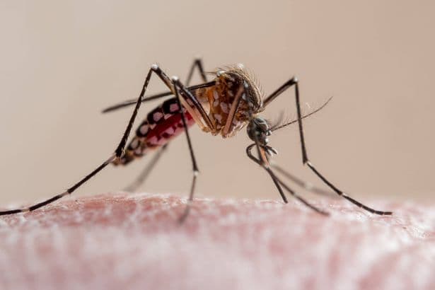 UKHSA malaria health warning for anyone going abroad this summer