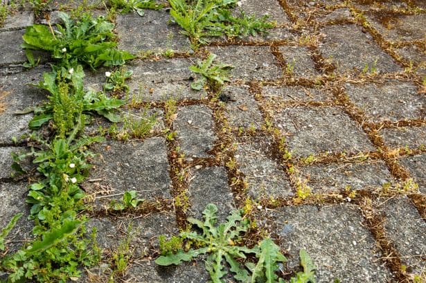 Paving will never be invaded by weeds if you use 1 natural item that kills them in 3 days