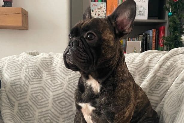 Beloved Stockport French bulldog launched into space alongside his favourite Toy Story alien