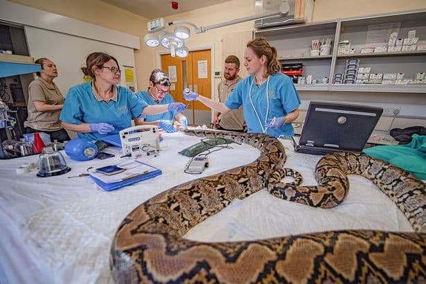 Chester Zoo gives snake called Jodie Foster human cancer treatment as doctors hail 'world first'