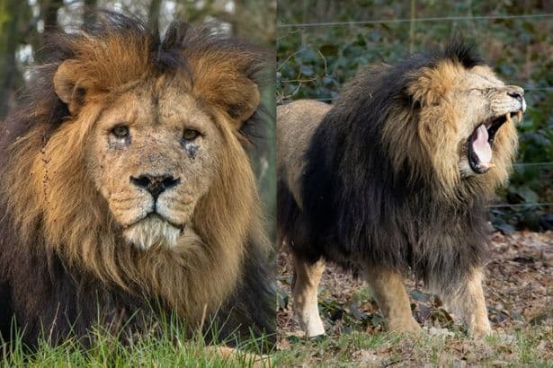 Tragedy as Knowsley Safari Park confirms death of 'much-loved' animal after 'sudden decline'