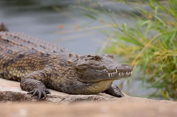 Crocodile handler tragically dies after being brutally attacked at Papua New Guinea wildlife park