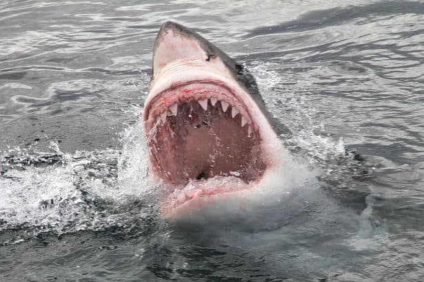 Great white sharks 'already lurking off UK beaches' as ocean warms up, experts warn