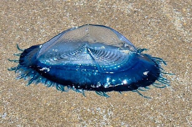 Electric blue sea creatures wash up on UK beaches as experts issue warning