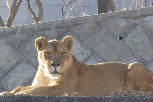 Lions die of suspected heatstroke at zoo amid record heatwave