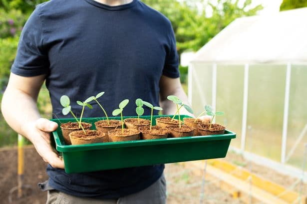 Gardeners issued urgent food poisoning caution — 'do not grow or eat it'