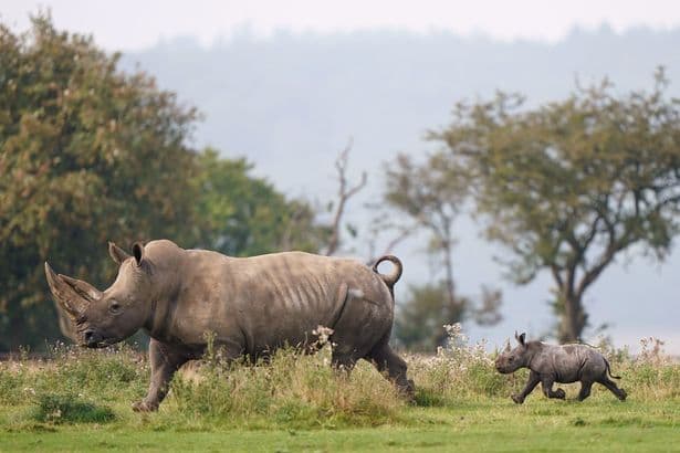Whipsnade Zoo and London Zoo forced to close early for animal wellbeing in 38C heatwave