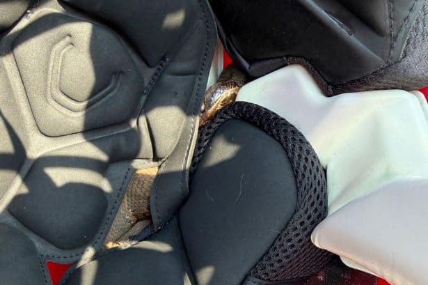 Sports star horrified after finding venomous snake in helmet while playing