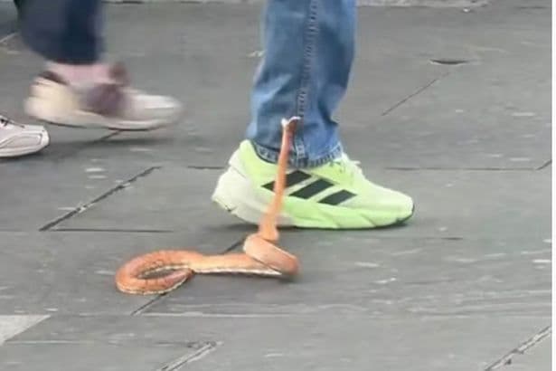 Moment snake lunges at terrified shoppers as it causes mayhem in UK city centre