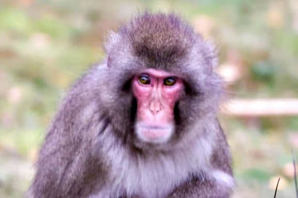 Monkey escapes UK wildlife park as public warned 'do not approach'