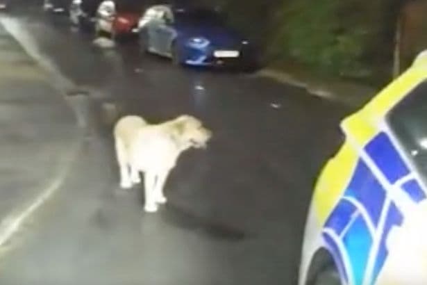 Dog ditched as man fled police on illegal e-scooter leads cops straight to owner's hiding place