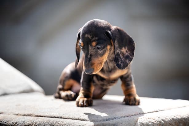 Vet urges dog owners to do two-minute check every month to prevent cancer