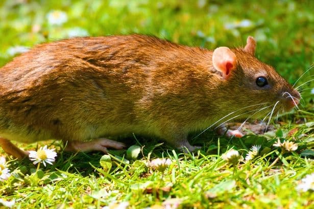 Rats will flee from gardens if they smell 1 food item that everyone has in their kitchen