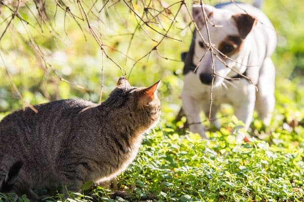 What can you do if a neighbour's pet poos in your garden? I asked legal experts and they all agreed