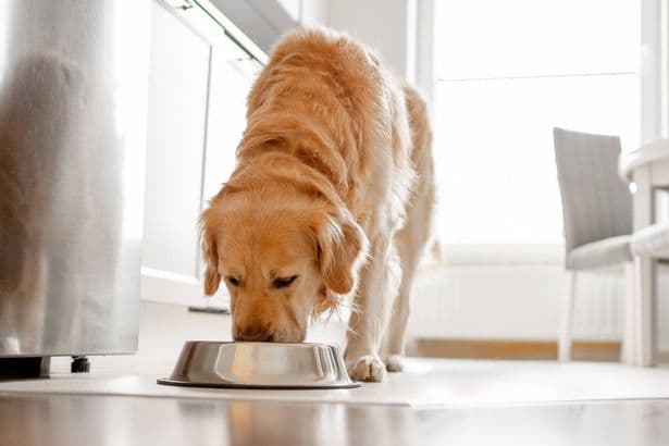 Dog food recall issued as pets develop painful eye condition