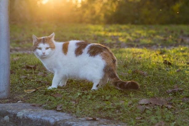 What to do if your neighbour keeps feeding your cat — legal rights explained
