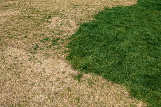 Welsh gardeners urged to add 1 natural item to brown lawns now to help them come back greener