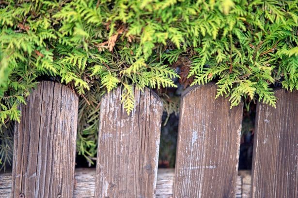 What to do if neighbour's tree crosses into your property — legal rights