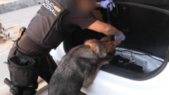 Spanish police arrest 78 people in bust of 'one of largest' smuggling networks