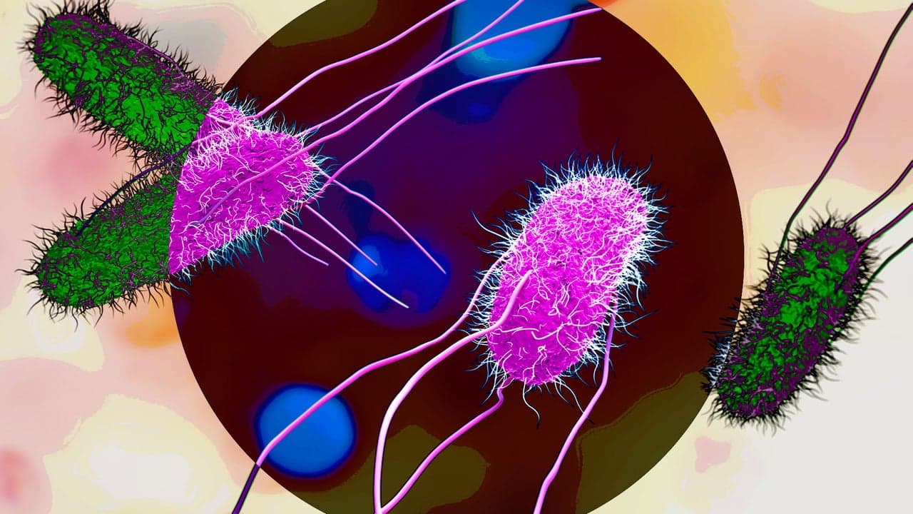 Dozens hospitalized as dual Salmonella outbreaks spread to more than 30 states. Avoid these products