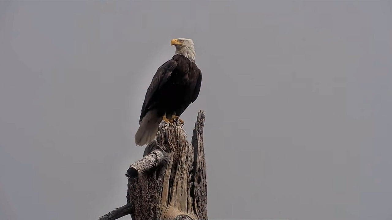 Jackie’s legacy: How a bald eagle influencer inspired millions and helped save an endangered habitat