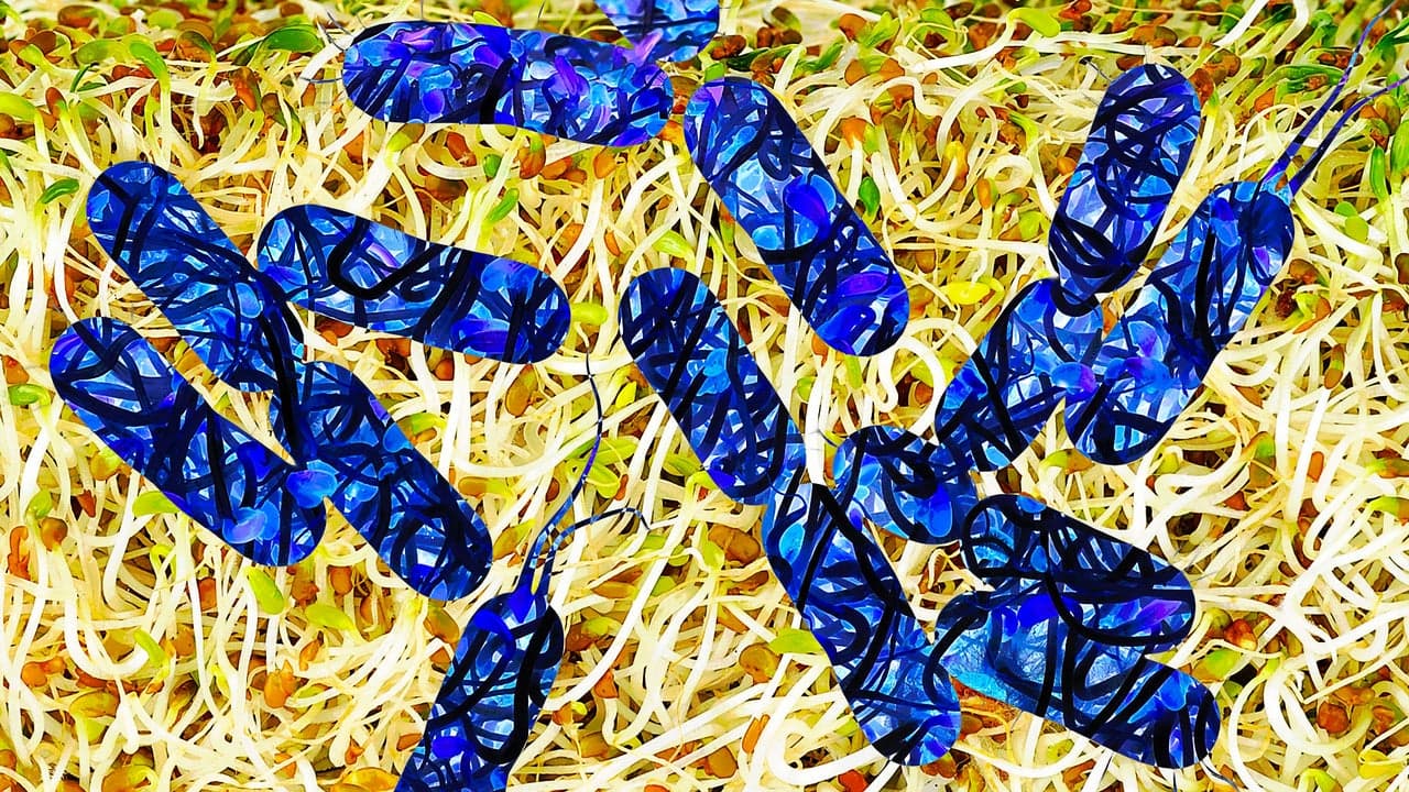 Alfalfa Sprouts Linked to E. Coli, Salmonella Outbreak Across 15 States - WSJ