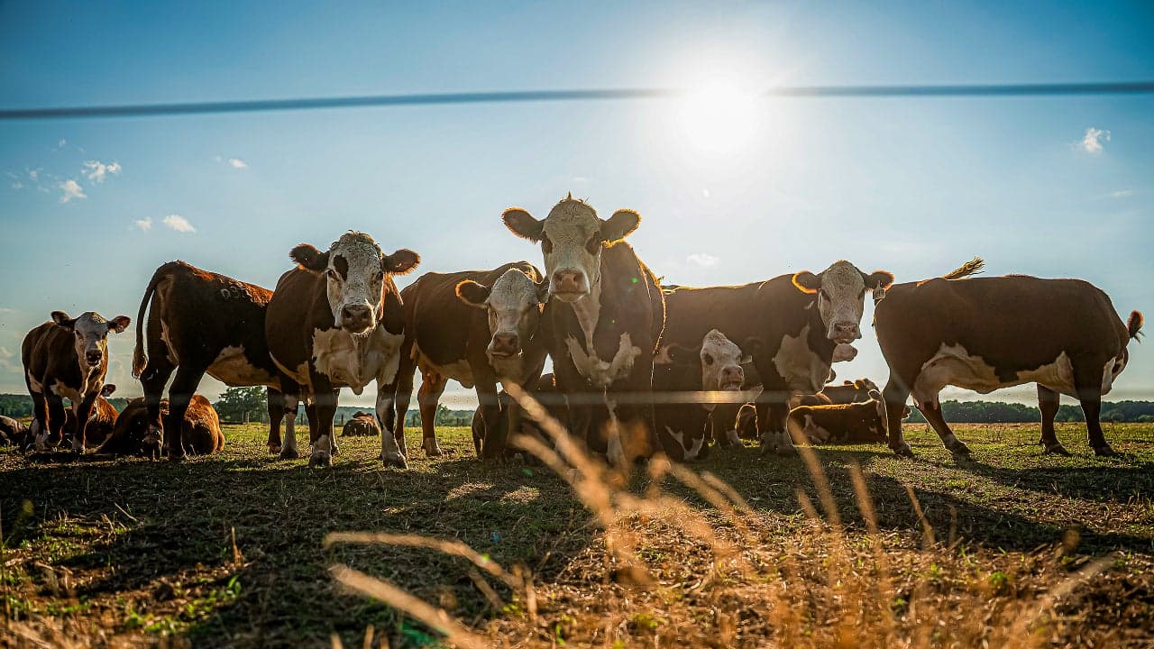 Tyson Foods to shut down Illinois beef facility, leaving 2,500 jobless: officials