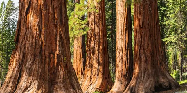 Trump officials seek to transfer Yosemite land to private developer, report says