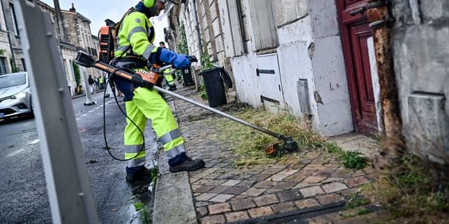 How much space should cities give to wild vegetation?