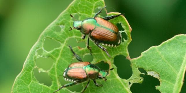 Japanese beetle under close watch as it travels across France: 'Its establishment is inevitable'