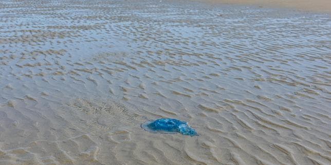 One-fifth of France's nuclear capacity offline due to extreme weather and jellyfish