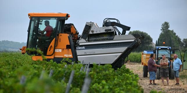 'In 48 years in the business, I've never seen anything like it': Heatwaves bring early grape harvests and fears of low yields