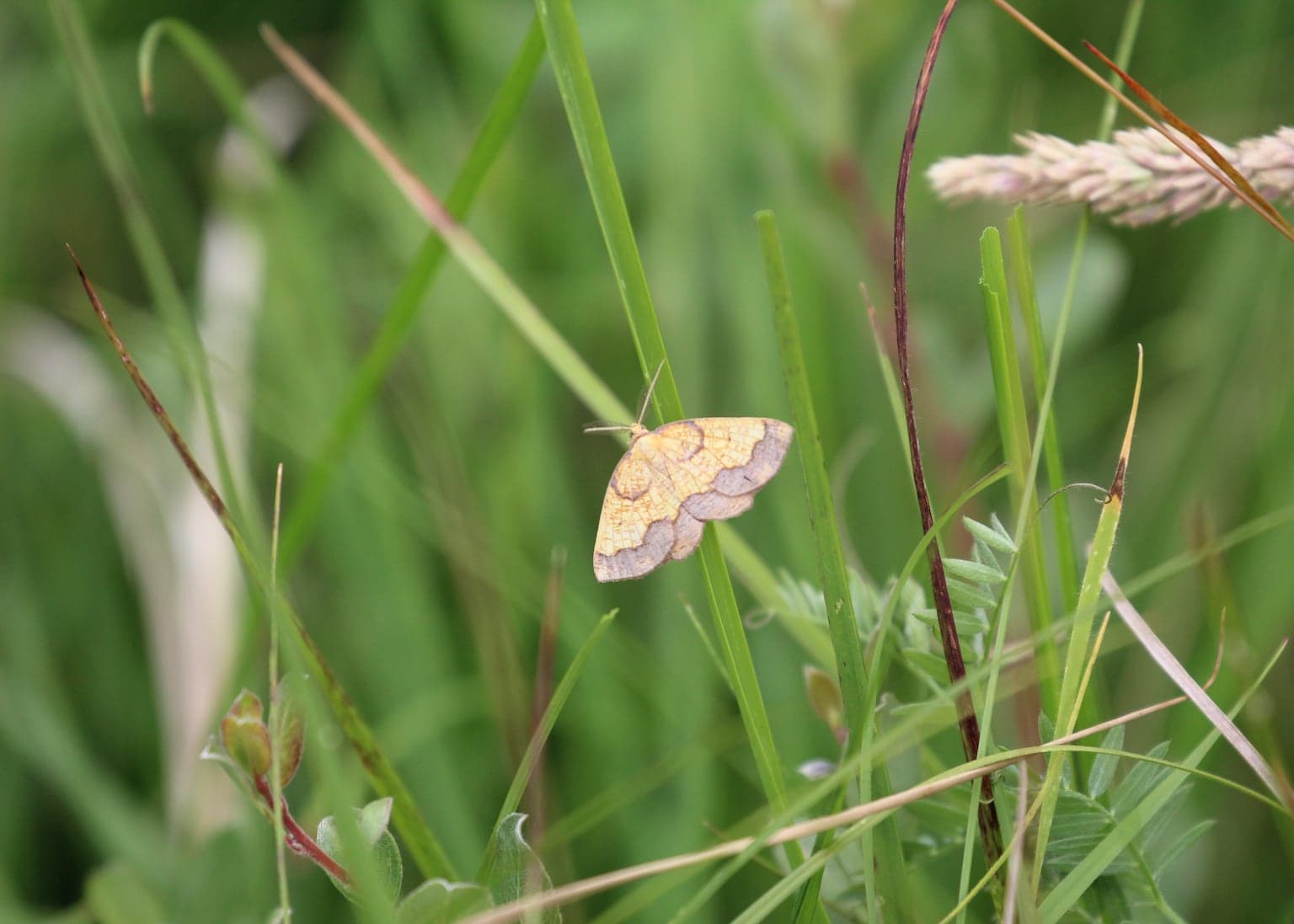 Hidden population of rare moth discovered after conservationist’s lifetime hunt - ITVX