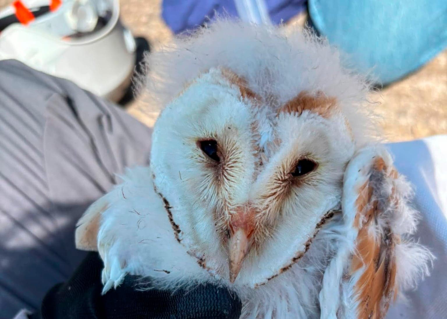 Conservationists celebrating birth of ‘bounty of barn owl chicks’ in Northern Ireland