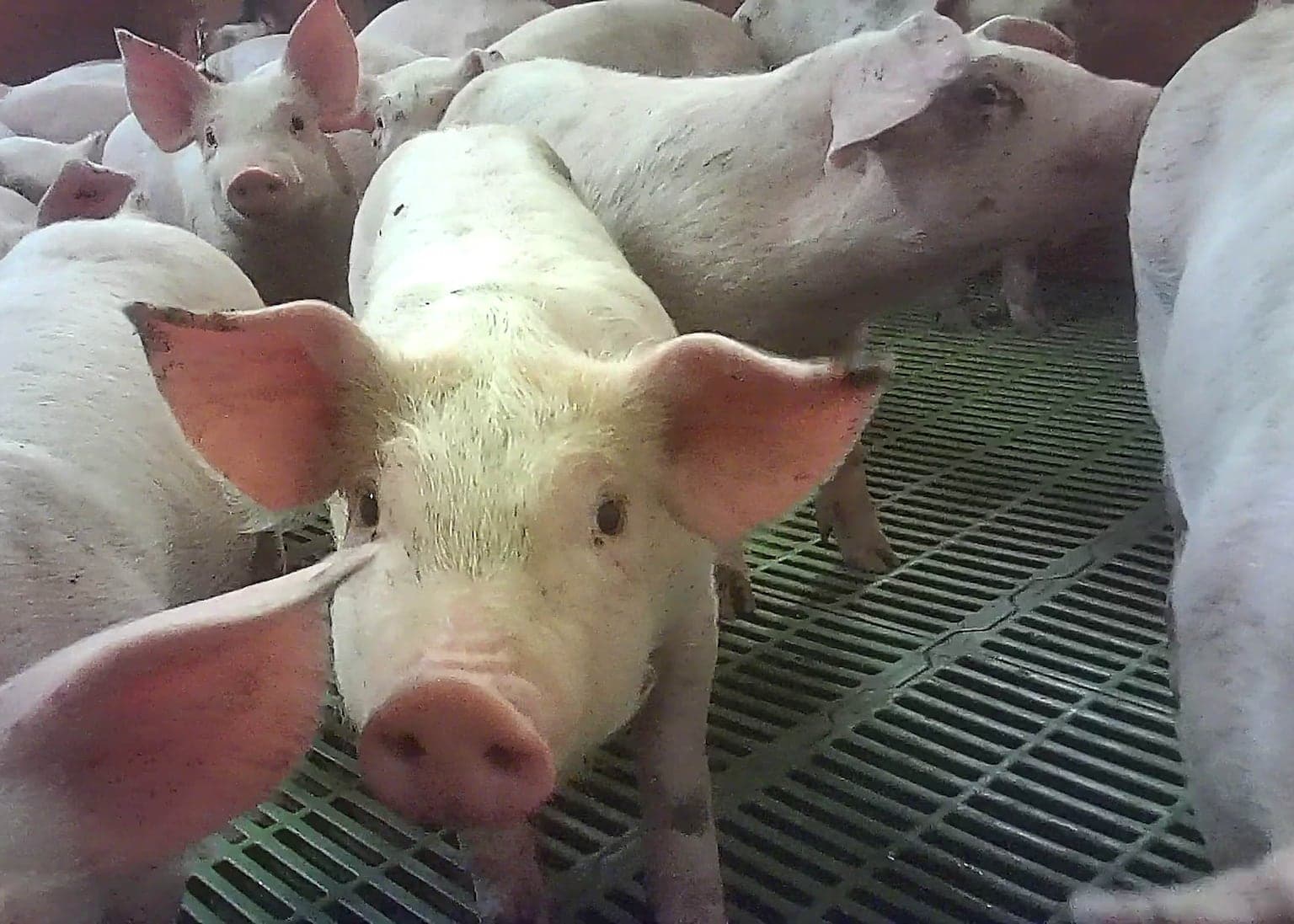 Northern Ireland farm income surges to £1 billion with higher milk, beef and pig prices driving 40% increase