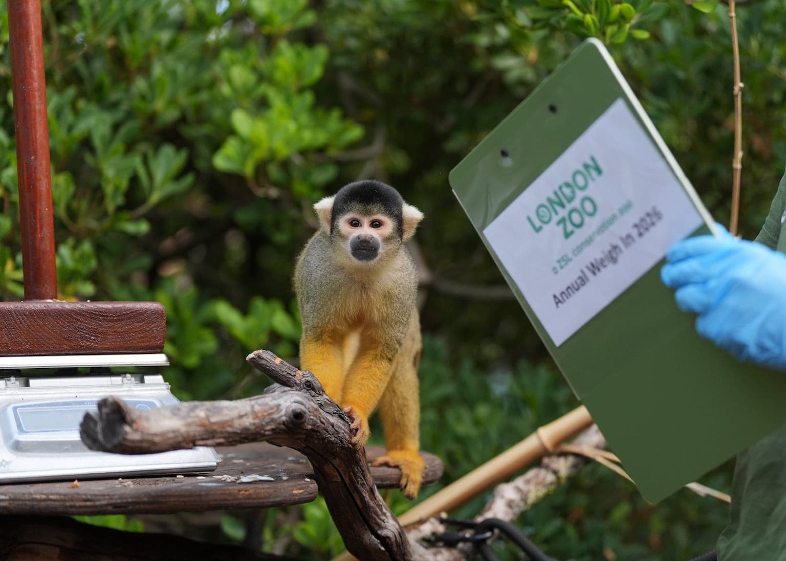 Penguins and capybaras among 10,000 animals on scales for London zoo weigh-in