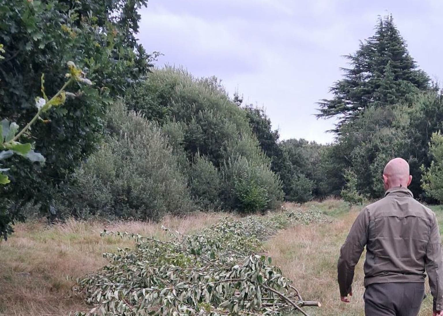 ‘Like a massacre’: 200 trees cut down at anonymous guerrilla gardener’s cross-community orchard