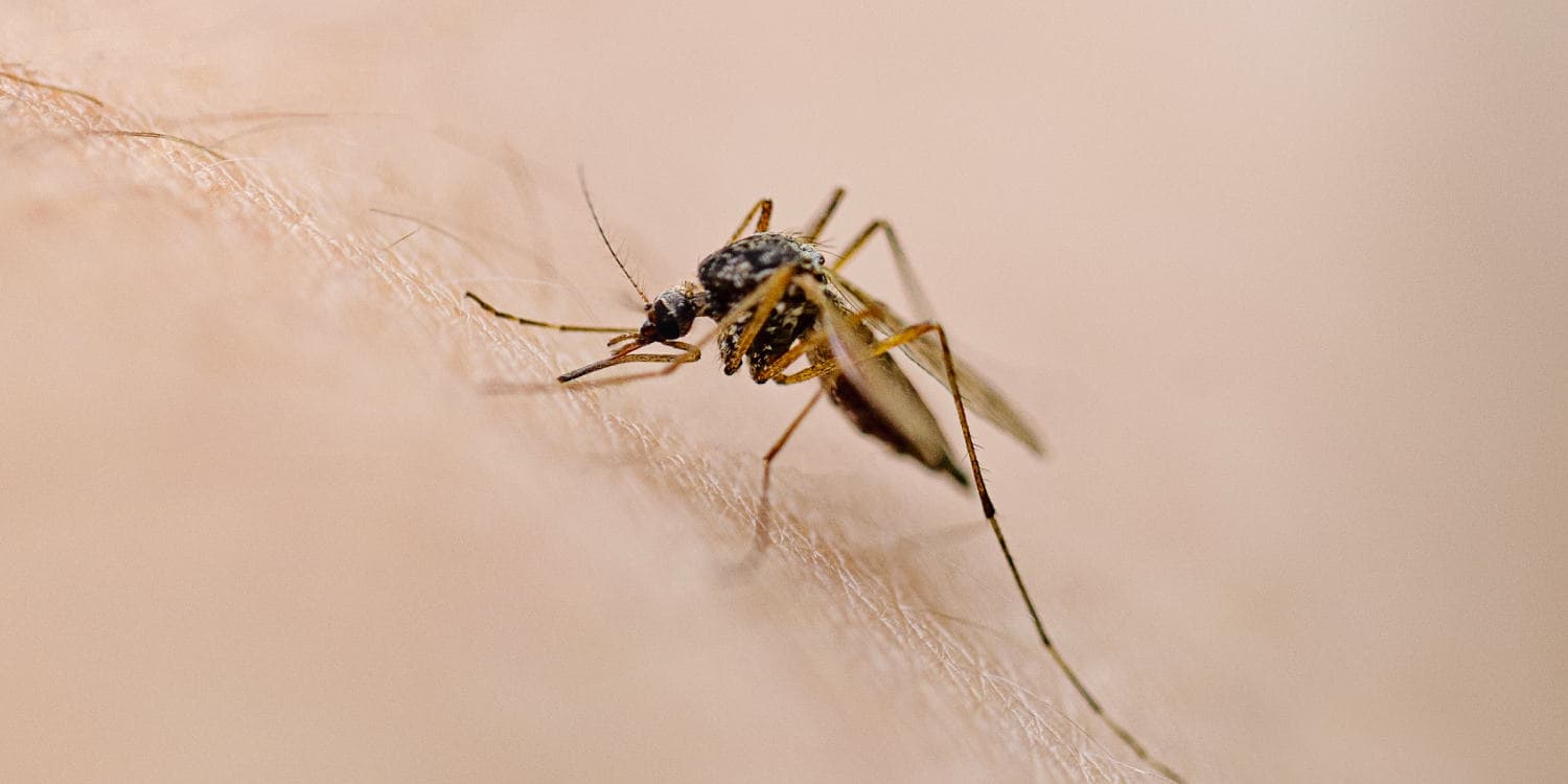 Mosquitos test positive for West Nile at five traps across York Region