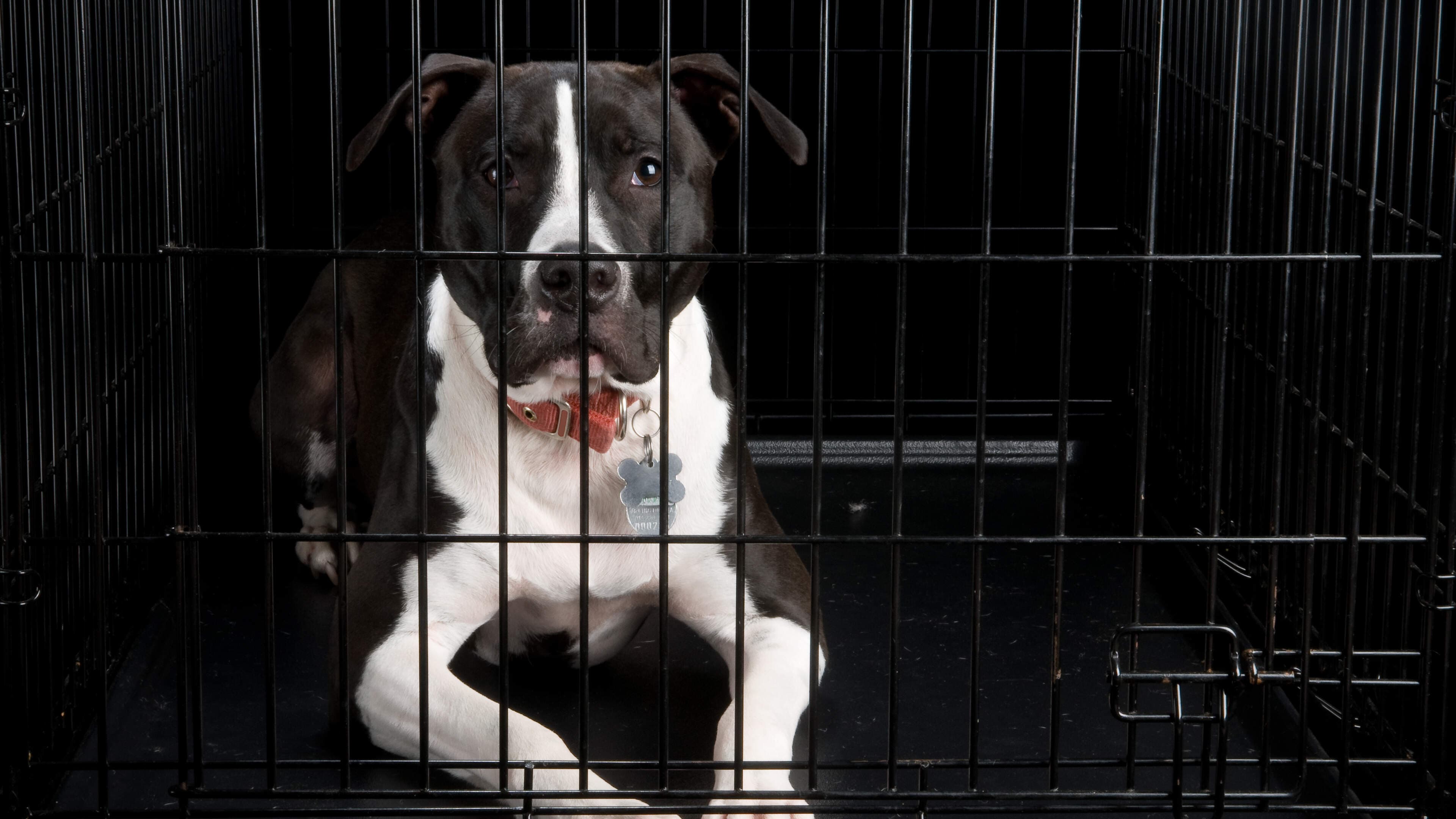 Two abandoned dogs starve to death in Co Armagh home: Northern Ireland council under fire for ignoring pleas