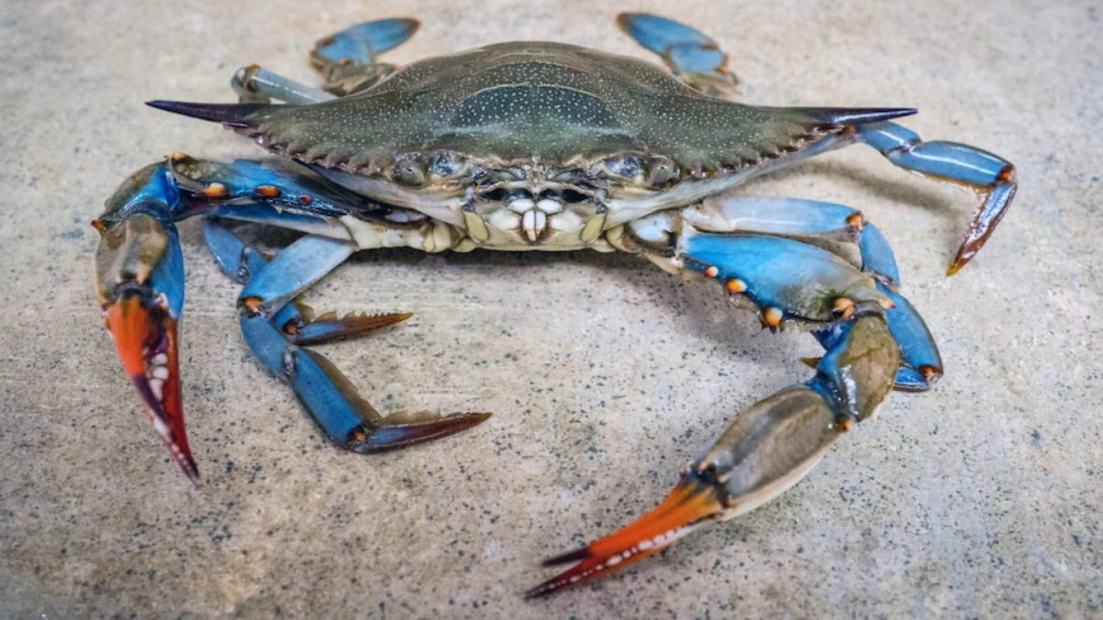 Italy unleashes 'octopus army' to battle devastating crab invasion