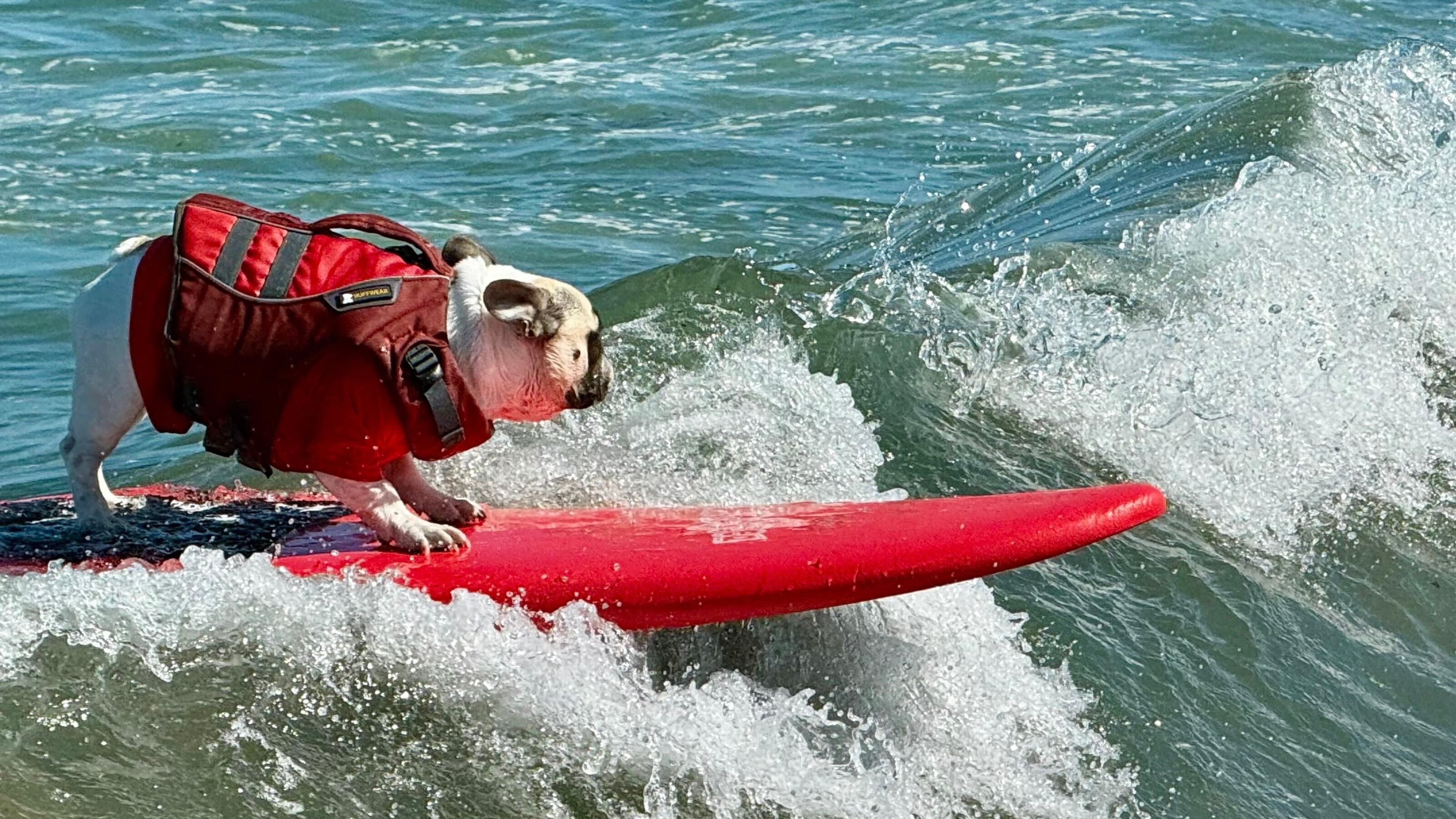 Surf’s pup for top dogs as they ride waves at annual championships in California