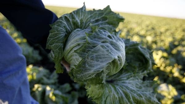 Lettuce prices posted their biggest recorded monthly plunge as cyclospora scared off shoppers